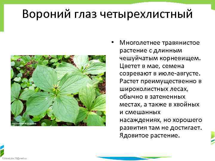 Вороний глаз четырехлистный • Многолетнее травянистое растение с длинным чешуйчатым корневищем. Цветет в мае,