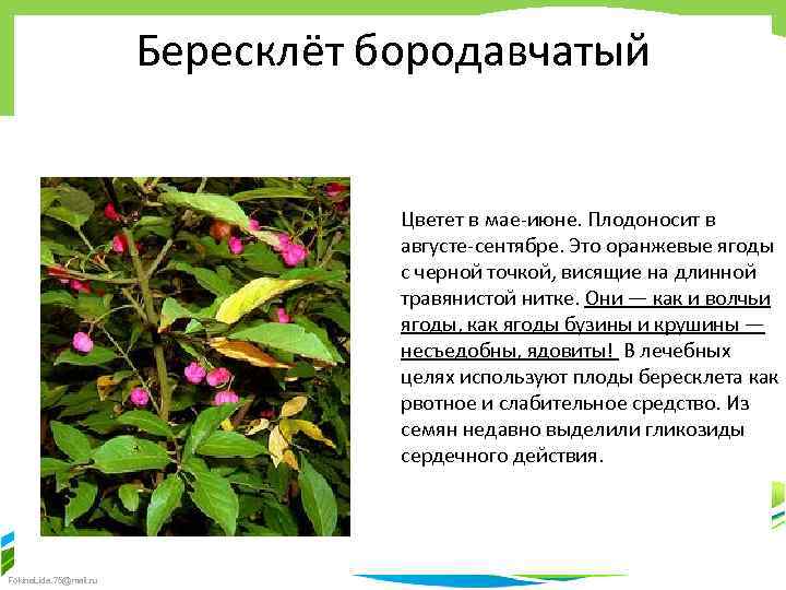 Бересклёт бородавчатый Цветет в мае-июне. Плодоносит в августе-сентябре. Это оранжевые ягоды с черной точкой,