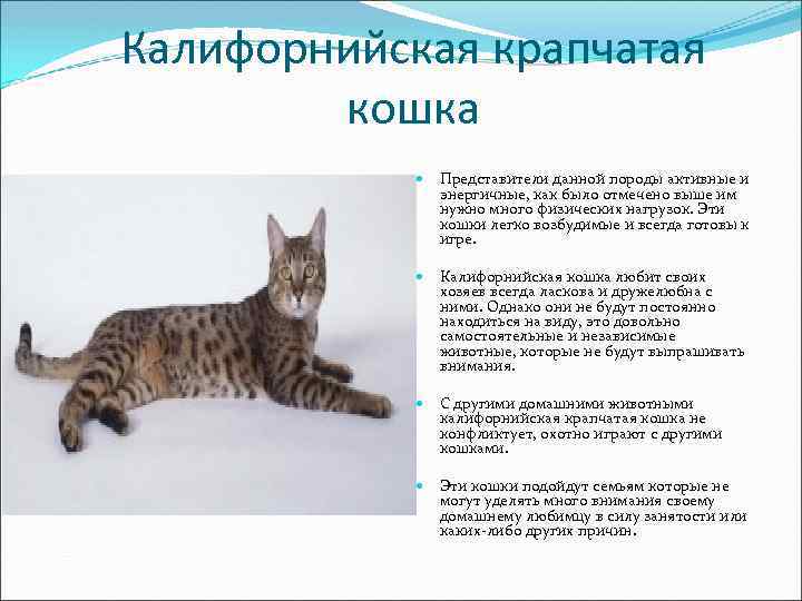 Калифорнийская крапчатая кошка Представители данной породы активные и энергичные, как было отмечено выше им