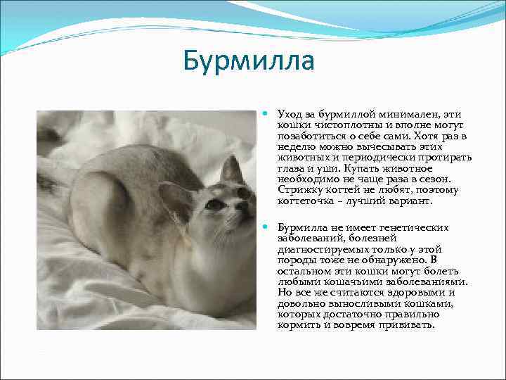 Бурмилла Уход за бурмиллой минимален, эти кошки чистоплотны и вполне могут позаботиться о себе