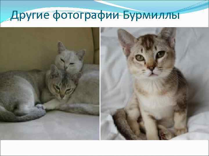 Другие фотографии Бурмиллы 