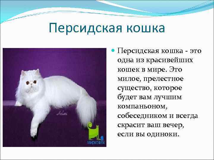 Персидская кошка - это одна из красивейших кошек в мире. Это милое, прелестное существо,