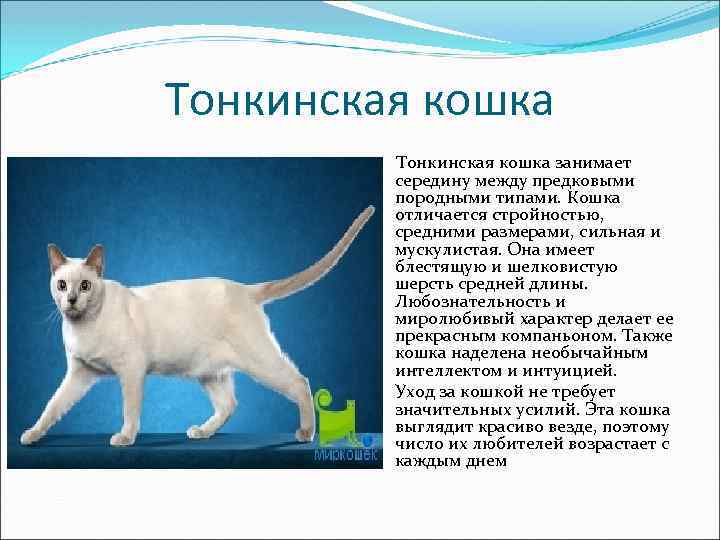Тонкинская кошка занимает середину между предковыми породными типами. Кошка отличается стройностью, средними размерами, сильная