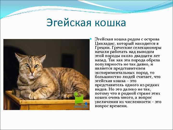 Эгейская кошка родом с острова Цикладис, который находится в Греции. Греческие селекционеры начали работать
