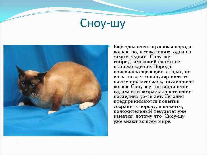 Сноу-шу Ещё одна очень красивая порода кошек, но, к сожалению, одна из самых редких.