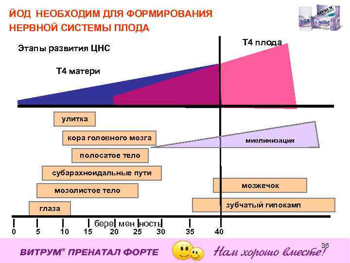 ЙОД НЕОБХОДИМ ДЛЯ ФОРМИРОВАНИЯ НЕРВНОЙ СИСТЕМЫ ПЛОДА T 4 плода Этапы развития ЦНС Т