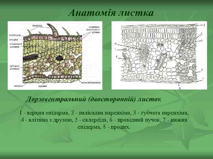 Анатомія листка Дорзовентральний (двосторонній) листок 1 - верхня епідерма, 2 - палісадна паренхіма, 3