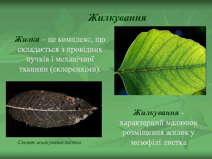 Жилкування Жилка – це комплекс, що складається з провідних пучків і механічної тканини (склеренхіми).