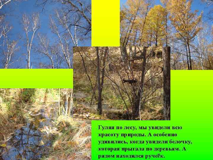 Гуляя по лесу, мы увидели всю красоту природы. А особенно удивились, когда увидели белочку,