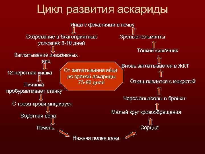 Цикл развития аскариды Яйца с фекалиями в почву Созревание в благоприятных условиях 5 -10