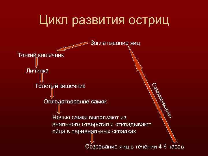 Цикл развития остриц Заглатывание яиц Тонкий кишечник Личинка Оплодотворение самок ие Ночью самки выползают