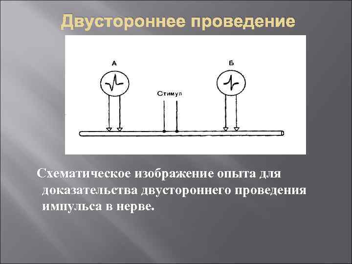 Двустороннее проведение Схематическое изображение опыта для доказательства двустороннего проведения импульса в нерве. 