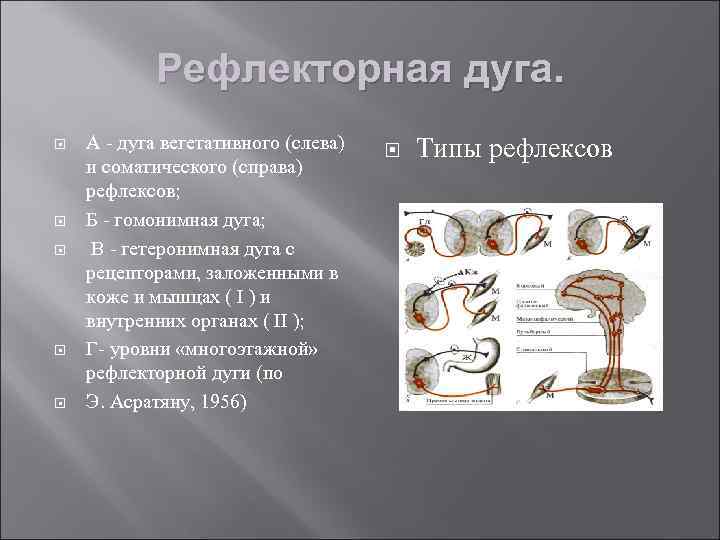 Рефлекторная дуга. А - дуга вегетативного (слева) и соматического (справа) рефлексов; Б - гомонимная