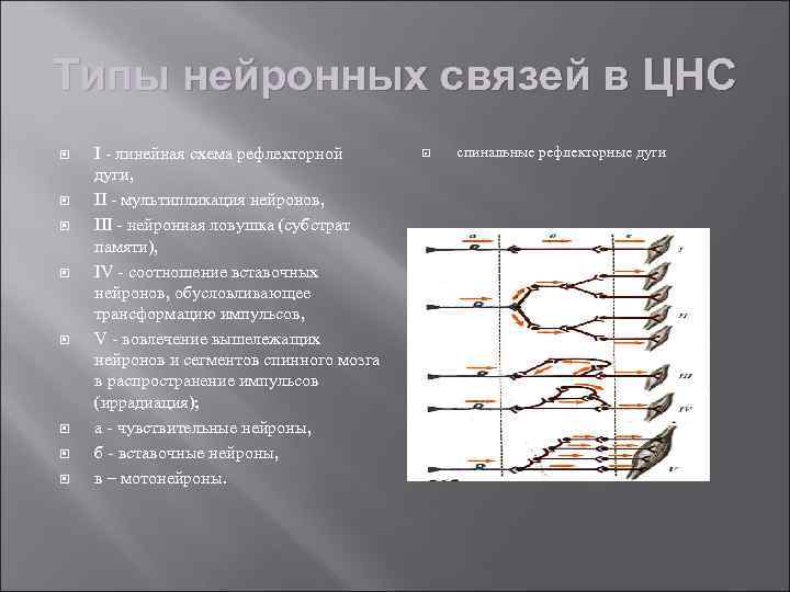 Типы нейронных связей в ЦНС I - линейная схема рефлекторной дуги, II - мультипликация