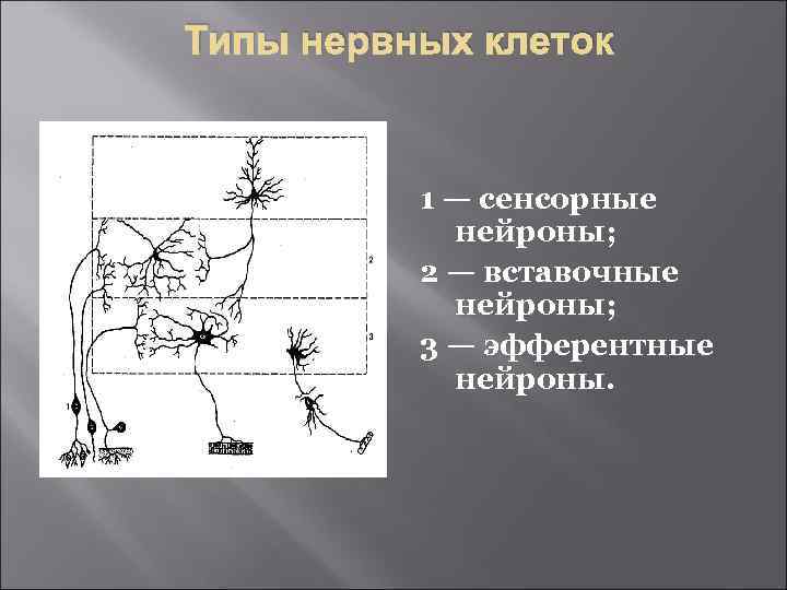 Типы нервных клеток 1 — сенсорные нейроны; 2 — вставочные нейроны; 3 — эфферентные