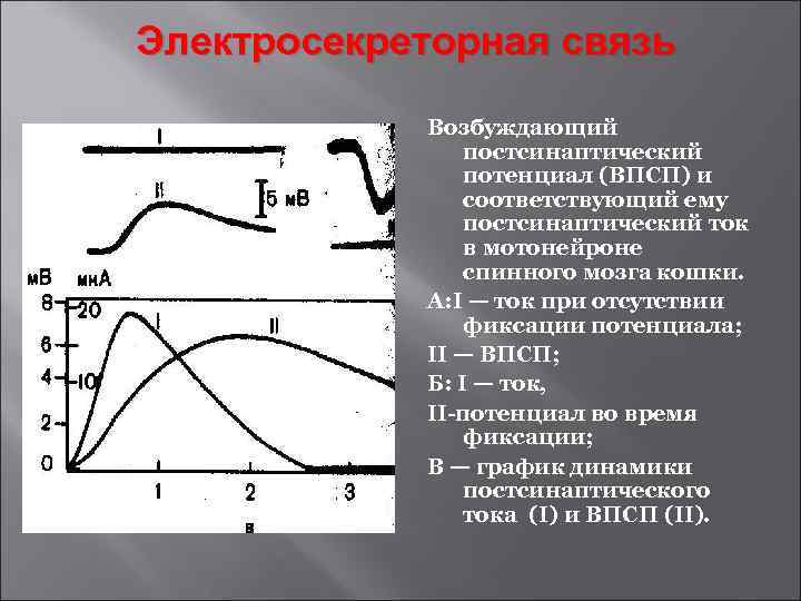 Электросекреторная связь Возбуждающий постсинаптический потенциал (ВПСП) и соответствующий ему постсинаптический ток в мотонейроне спинного