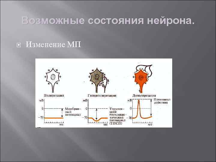 Возможные состояния нейрона. Изменение МП 