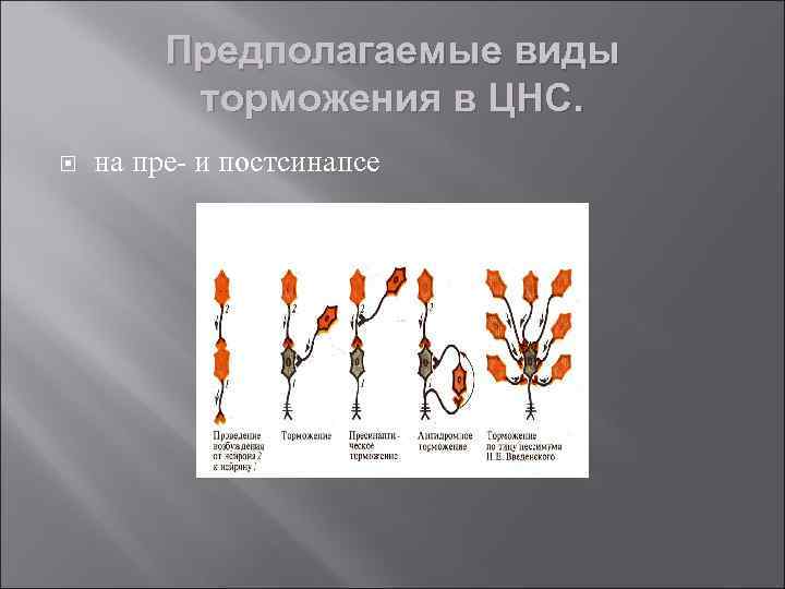 Предполагаемые виды торможения в ЦНС. на пре- и постсинапсе 