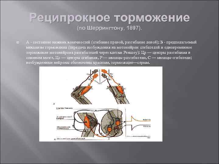 Реципрокное торможение (по Шеррингтону, 1897). А - состояние нижних конечностей (сгибание правой, разгибание левой);