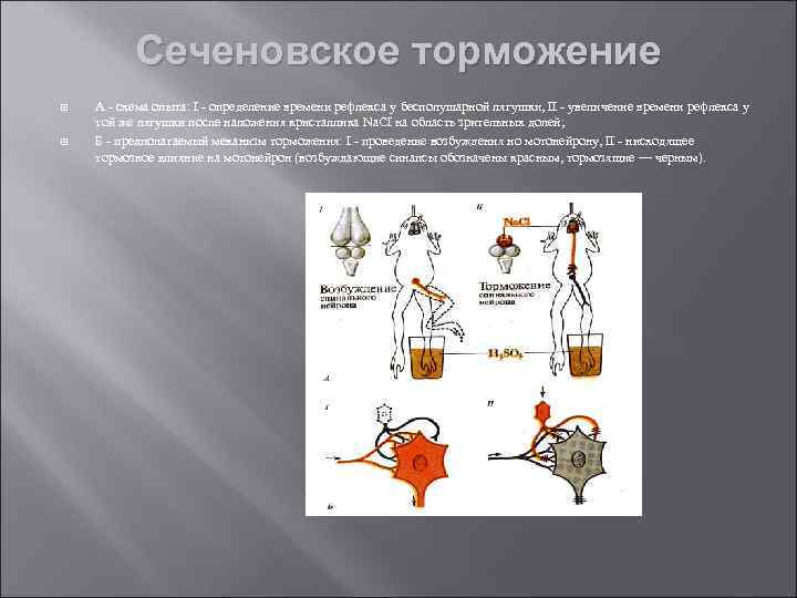 Сеченовское торможение А - схема опыта: I - определение времени рефлекса у бесполушарной лягушки,