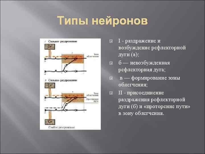 Типы нейронов I - раздражение и возбуждение рефлекторной дуги (а); б — невоэбужденная рефлекторная