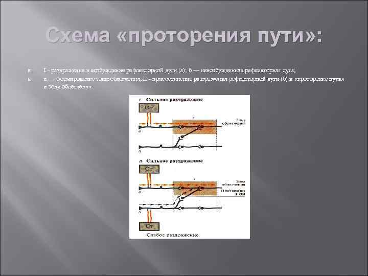 Схема «проторения пути» : I - раздражение и возбуждение рефлекторной дуги (а); б —