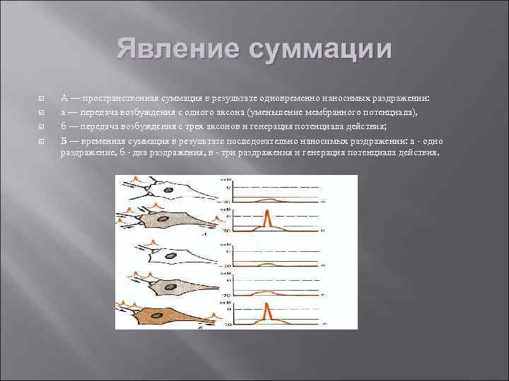 Явление суммации А — пространственная суммация в результате одновременно наносимых раздражении: а — передача