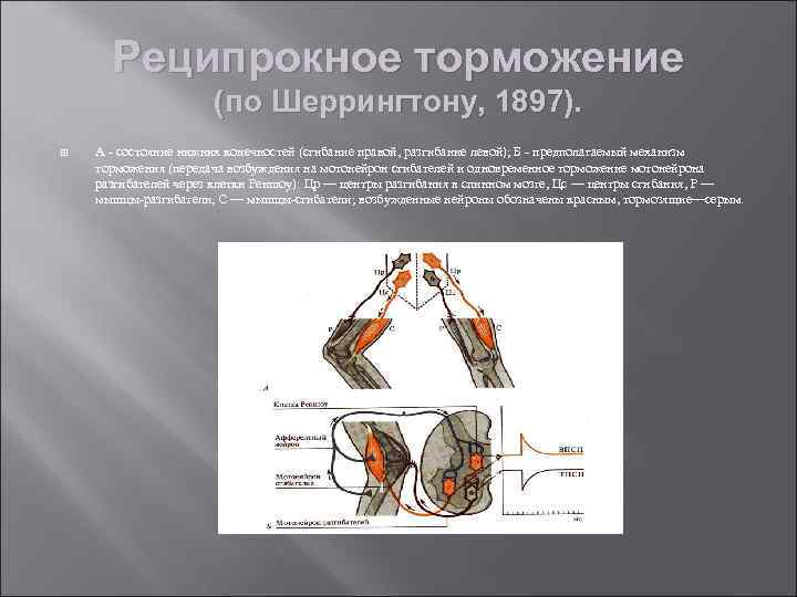 Реципрокное торможение (по Шеррингтону, 1897). А - состояние нижних конечностей (сгибание правой, разгибание левой);