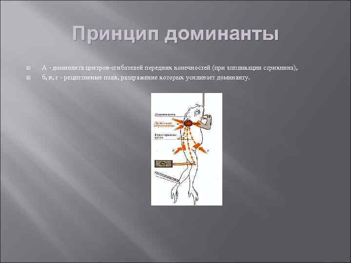 Принцип доминанты А - доминанта центров-сгибателей передних конечностей (при аппликации стрихнина), б, в, г