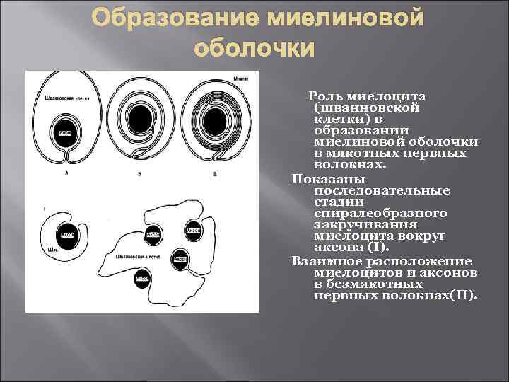 Образование миелиновой оболочки Роль миелоцита (шванновской клетки) в образовании миелиновой оболочки в мякотных нервных