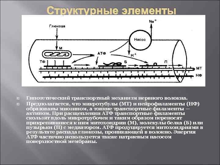 Структурные элементы Гипотетический транспортный механизм нервного волокна. Предполагается, что микротубулы (МТ) и нейрофиламенты (НФ)