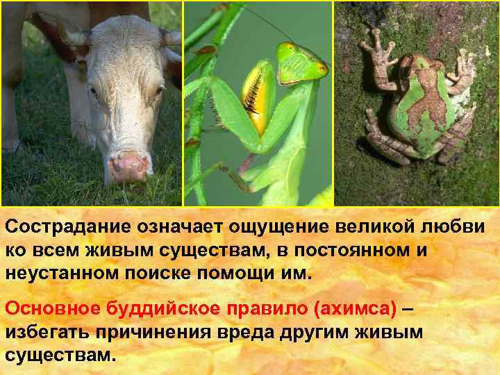 Сострадание означает ощущение великой любви ко всем живым существам, в постоянном и неустанном поиске