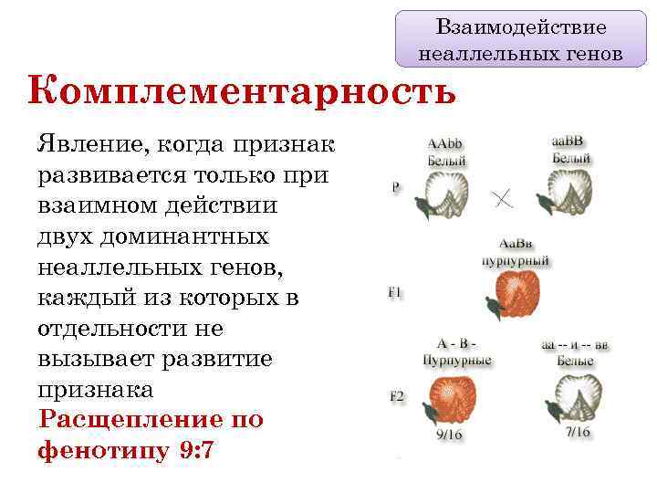 Взаимодействие неаллельных генов Комплементарность Явление, когда признак развивается только при взаимном действии двух доминантных