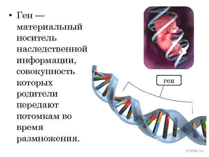  • Ген — материальный носитель наследственной информации, совокупность которых родители передают потомкам во