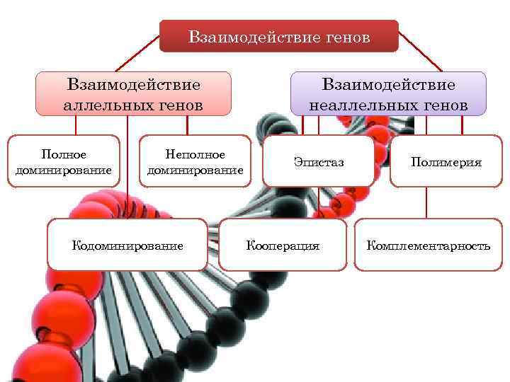 Взаимодействие генов Взаимодействие аллельных генов Полное доминирование Неполное доминирование Кодоминирование Взаимодействие неаллельных генов Эпистаз