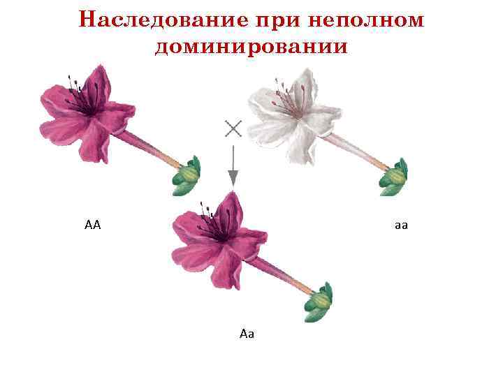 Наследование при неполном доминировании АА аа Аа 