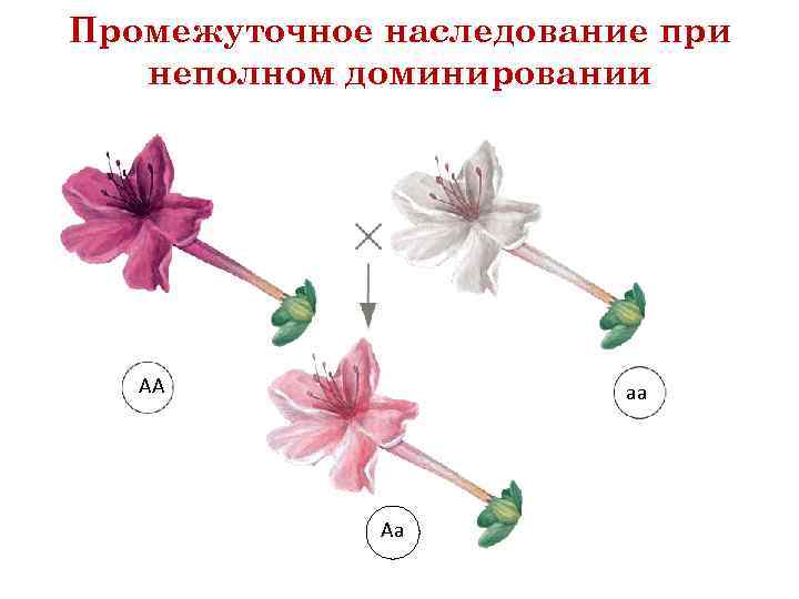 Промежуточное наследование при неполном доминировании АА аа Аа 