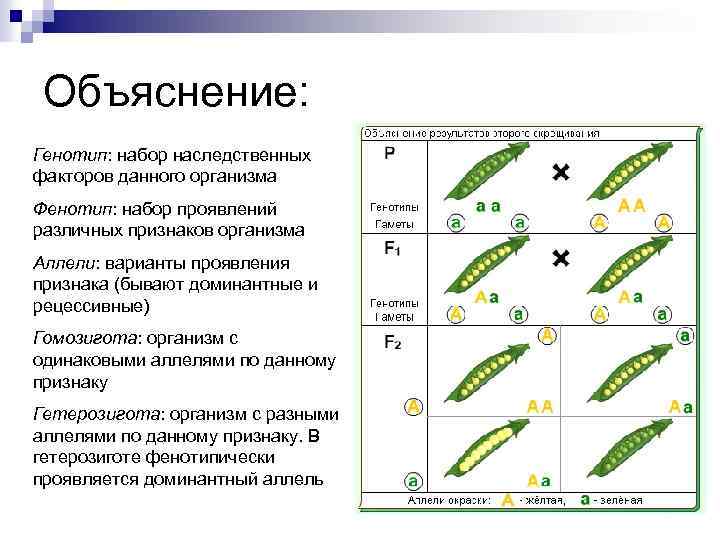 Объяснение: Генотип: набор наследственных факторов данного организма Фенотип: набор проявлений различных признаков организма Аллели: