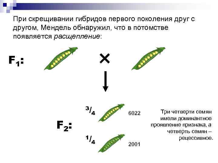 При скрещивании гибридов первого поколения друг с другом, Мендель обнаружил, что в потомстве появляется