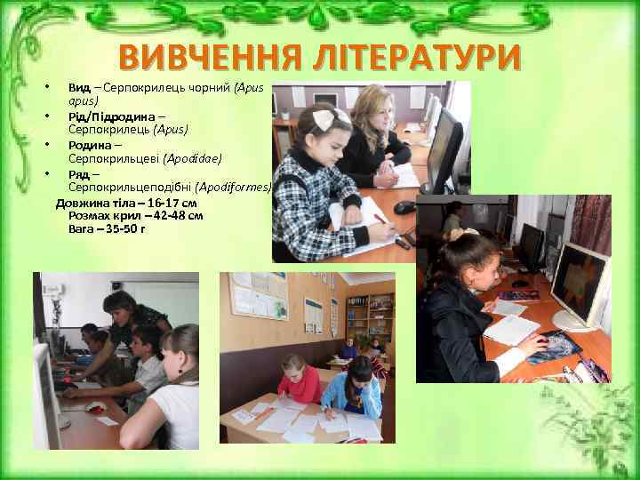 ВИВЧЕННЯ ЛІТЕРАТУРИ Вид – Серпокрилець чорний (Apus apus) • Рід/Підродина – Серпокрилець (Apus) •