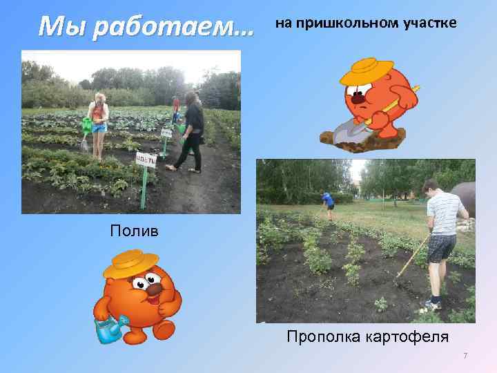 Мы работаем… на пришкольном участке Полив Прополка картофеля 7 
