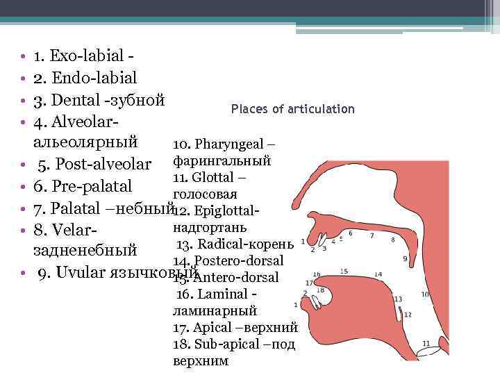  • • • 1. Exo-labial 2. Endo-labial 3. Dental -зубной Places of articulation