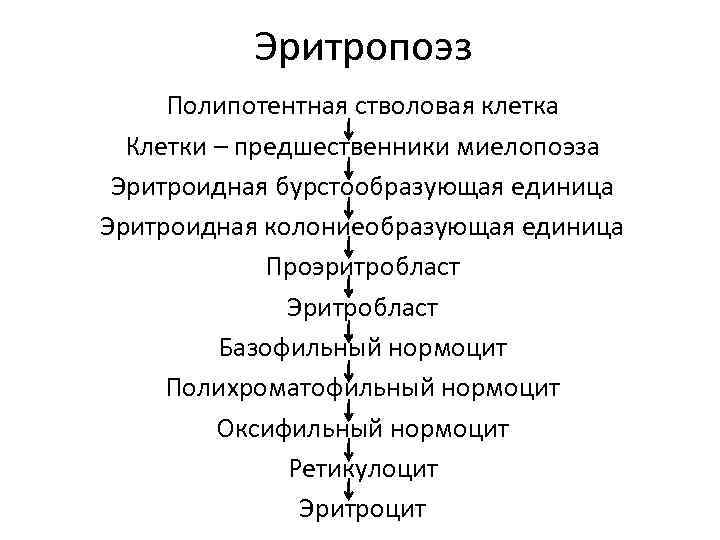 Эритропоэз Полипотентная стволовая клетка Клетки – предшественники миелопоэза Эритроидная бурстообразующая единица Эритроидная колониеобразующая единица
