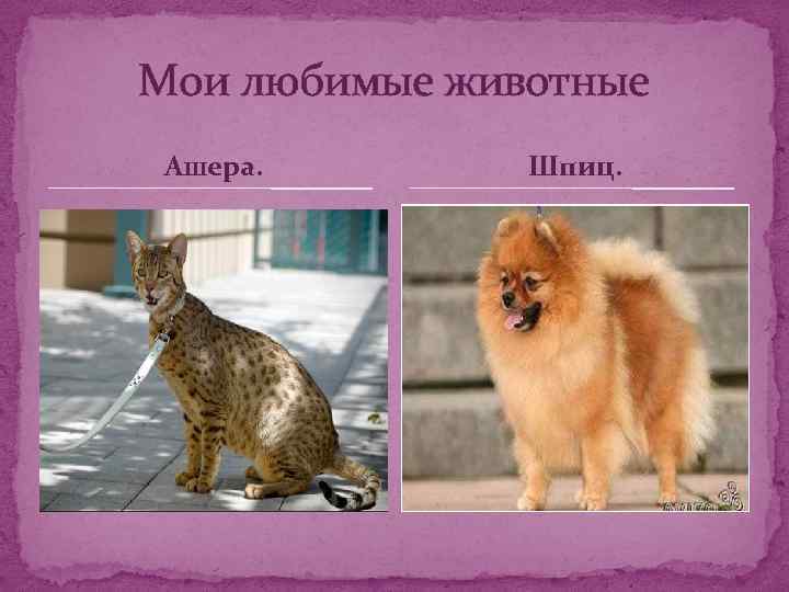 Мои любимые животные Ашера. Шпиц. 