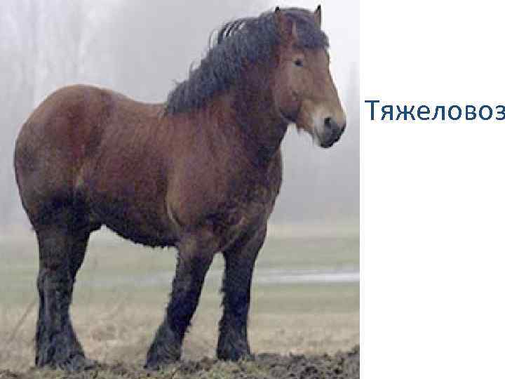 Тяжеловоз 