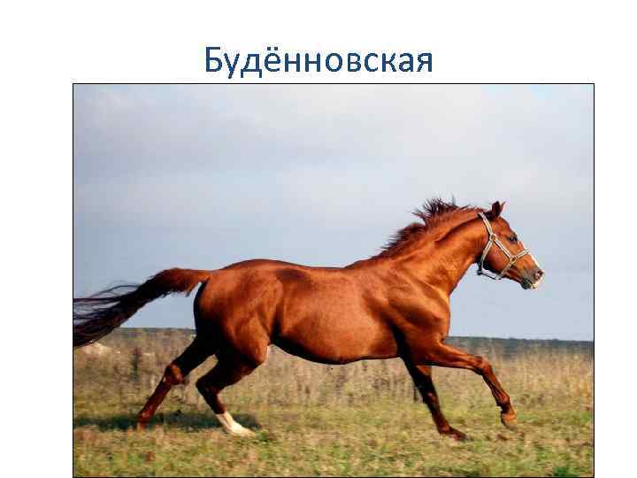 Будённовская 