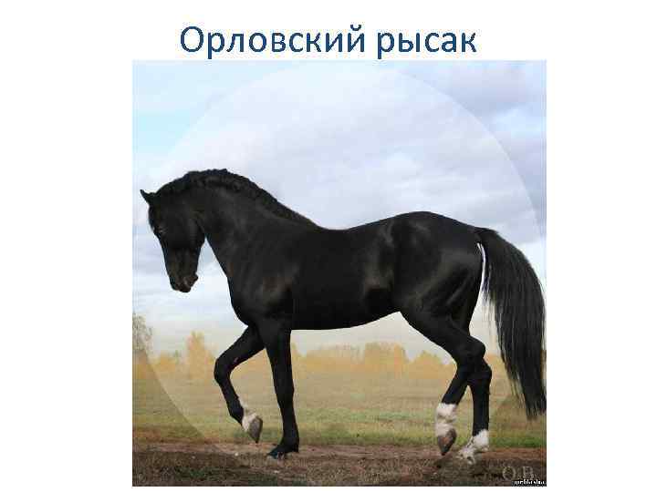 Орловский рысак 