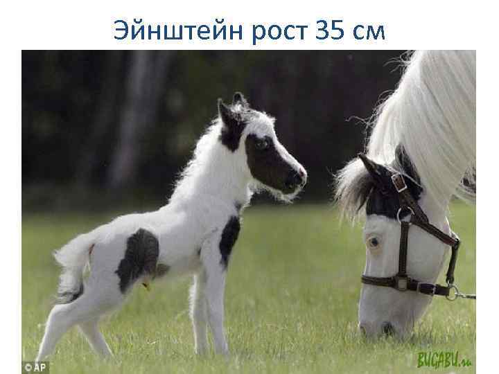 Эйнштейн рост 35 см 