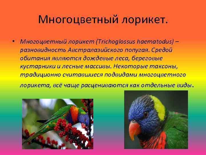 Многоцветный лорикет. • Многоцветный лорикет (Trichoglossus haematodus) – разновидность Австралазийского попугая. Средой обитания являются