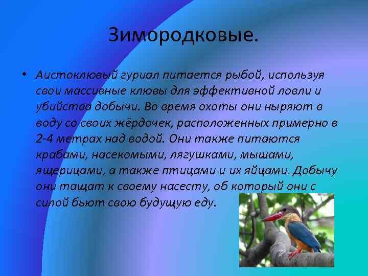 Зимородковые. • Аистоклювый гуриал питается рыбой, используя свои массивные клювы для эффективной ловли и